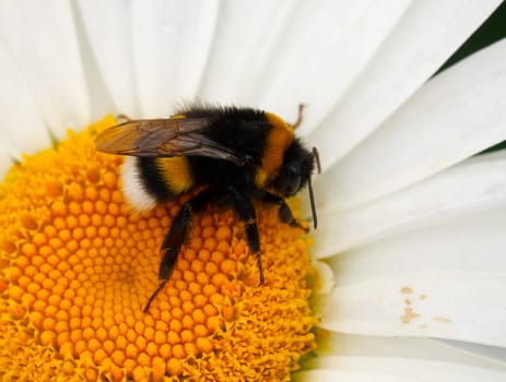 Bumblebee on a large garden chamomile.