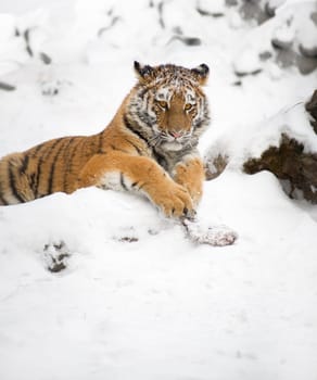 Young tiger in Novosibirsk ZOO, january 2007