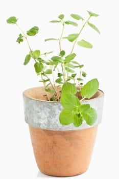 fresh mint in a pot