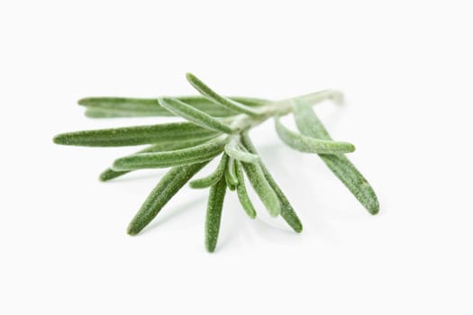 Rosemary