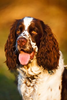 English Springer Spaniel