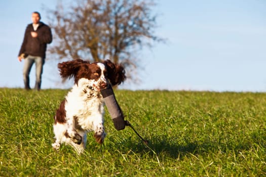 Dog training