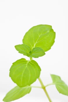 Mint