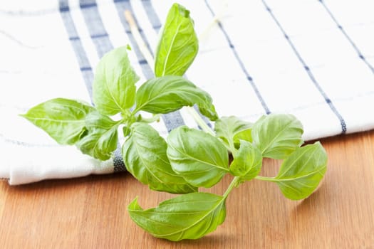 Basil
