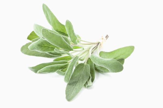 Sage