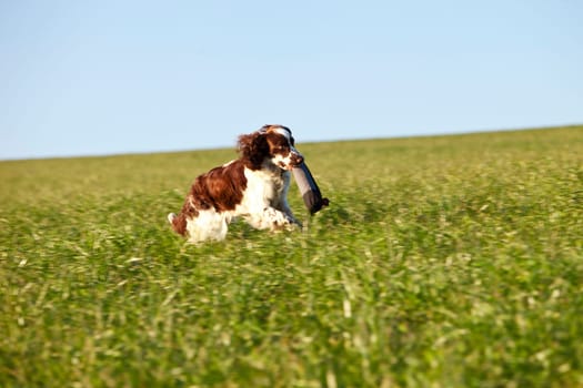 Dog training