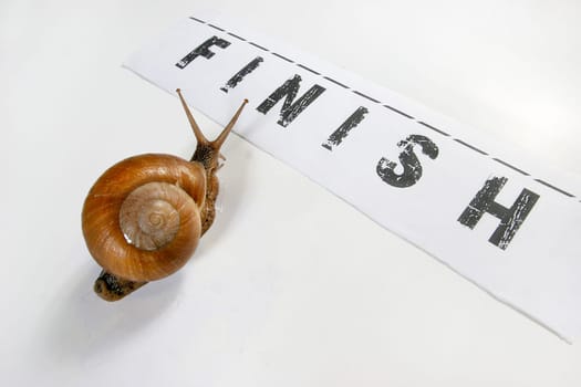 Funny snails arriving at the finish of a race
