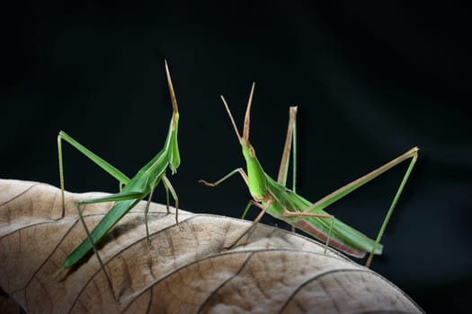 Male and female grasshopper on the dried leaf