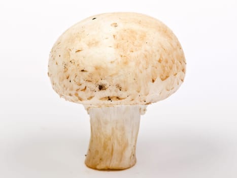 white champignon mushrooms isolated