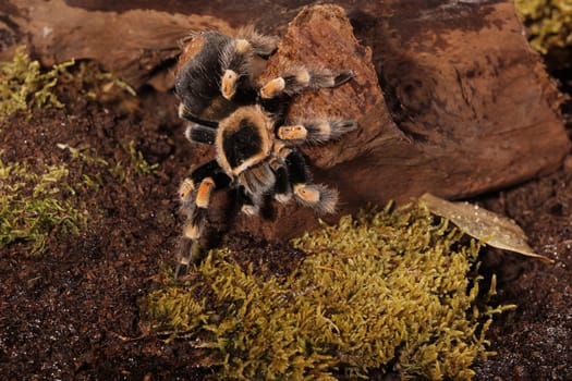Mexican Redknee spider - Brachypelma smithi