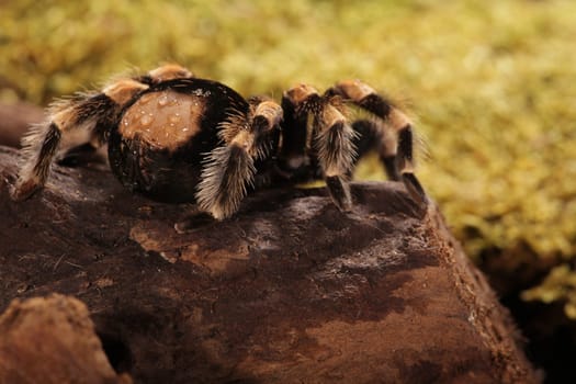 Mexican Redknee spider - Brachypelma smithi