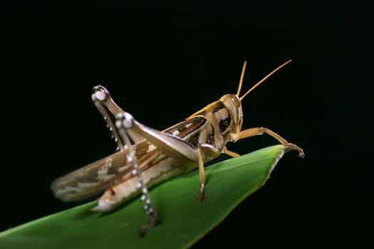 Macro of a grasshopper on the leaf