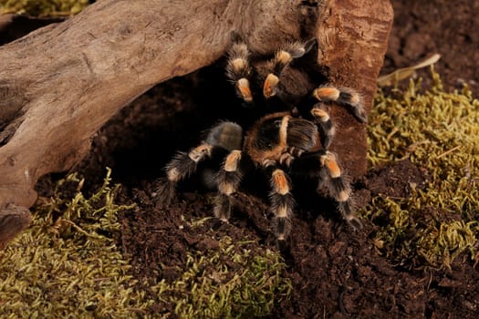 Mexican Redknee spider - Brachypelma smithi