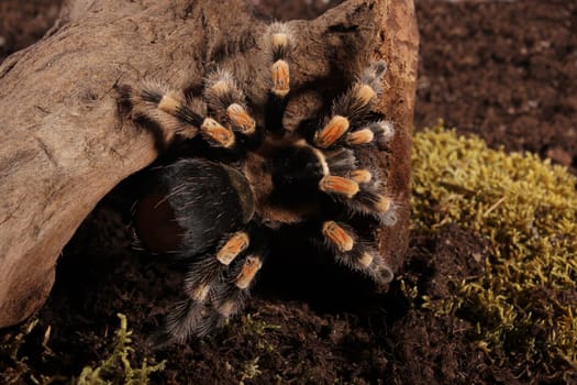 Mexican Redknee spider - Brachypelma smithi