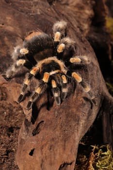 Mexican Redknee spider - Brachypelma smithi