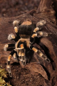 Mexican Redknee spider - Brachypelma smithi