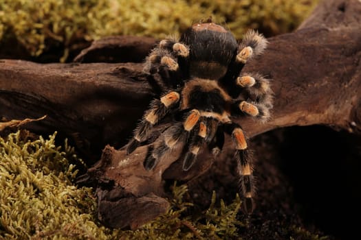 Mexican Redknee spider - Brachypelma smithi