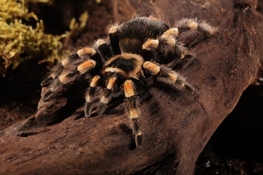 Mexican Redknee spider - Brachypelma smithi