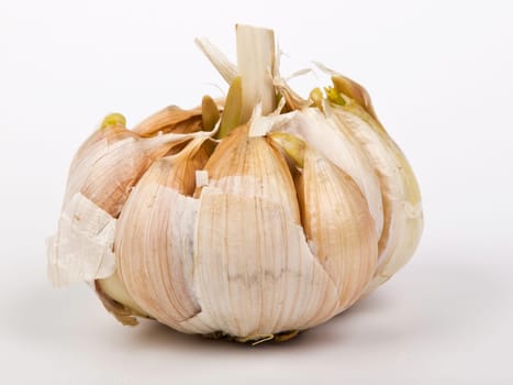 garlic with green buds isolated on white background