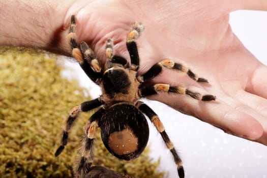 Mexican Redknee spider in the hand - Brachypelma smithi