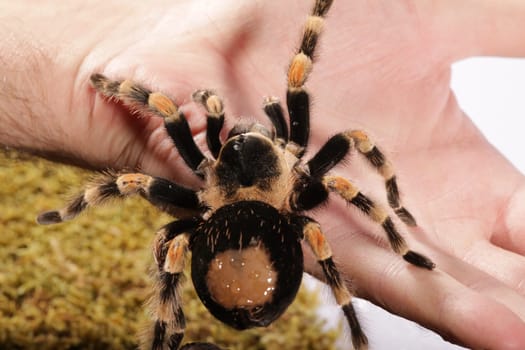 Mexican Redknee spider in the hand - Brachypelma smithi