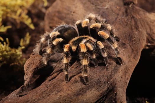 Mexican Redknee spider - Brachypelma smithi