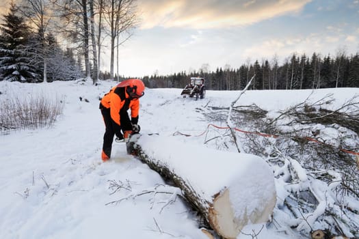 lum,berjack, woodcutter with chainsaw in action, winter scenery from sweden