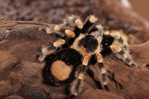 Mexican Redknee spider - Brachypelma smithi