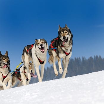 sportive dog team is running in the snow