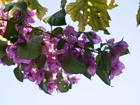 pink flovers on the sunny day