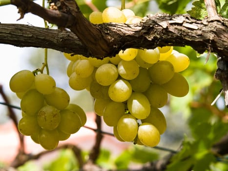 grapes in the wineyard