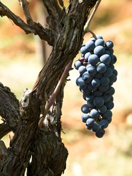 grapes in the wineyard