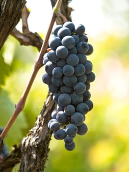 grapes in the wineyard