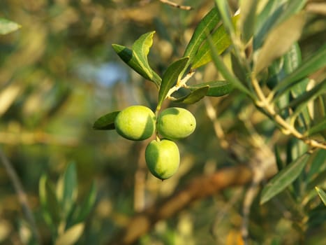 green olives on the branch