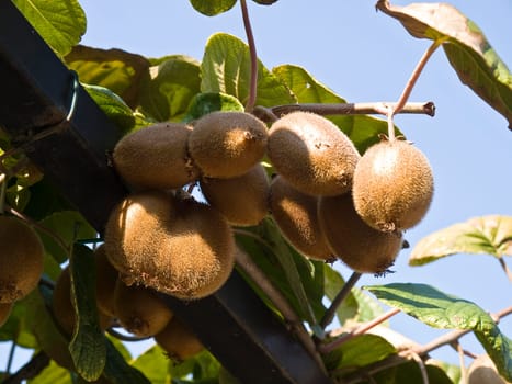 kiwi branch with fresh fruits