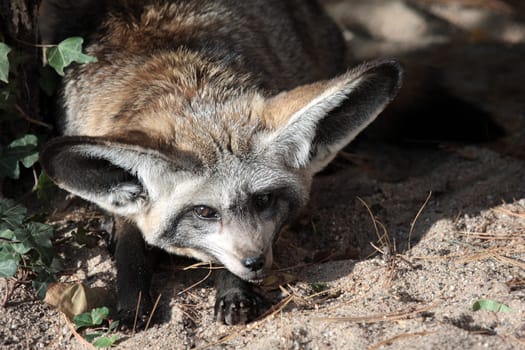 Bat-eared fox