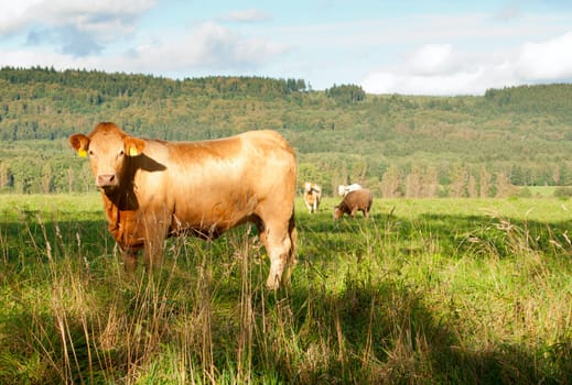 Group of Cows Standing in Green Pasture
