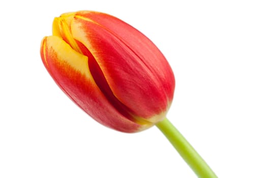 Beautiful tulip blossom