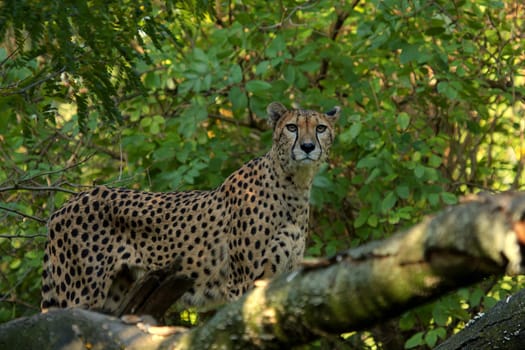 Cheetah