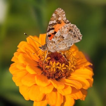 Goldfinch on Zinnia