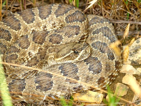 Prairie Rattlesnake (Crotalus viridis) in a prairie of South Dakota.