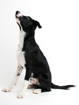 Young border collie sitting on white background close up
