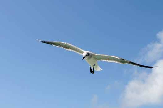 A beautiful seagull ias flying in a blue sky