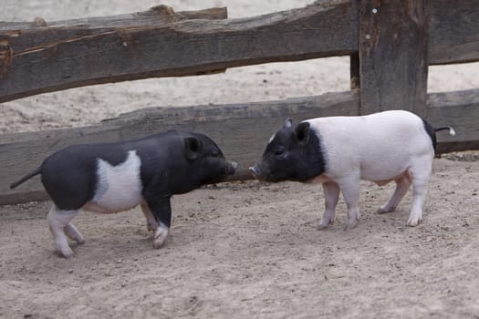 Piglets