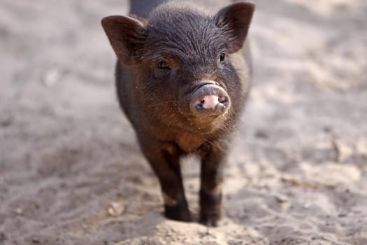 Mini Pig