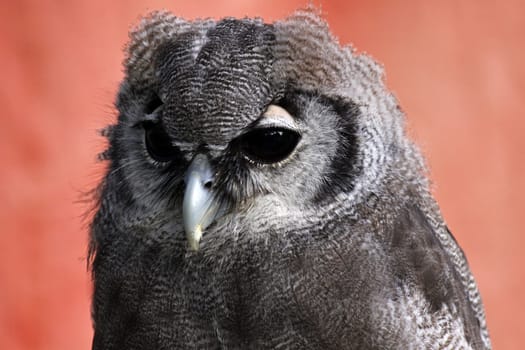 Eurasian Eagle Owl