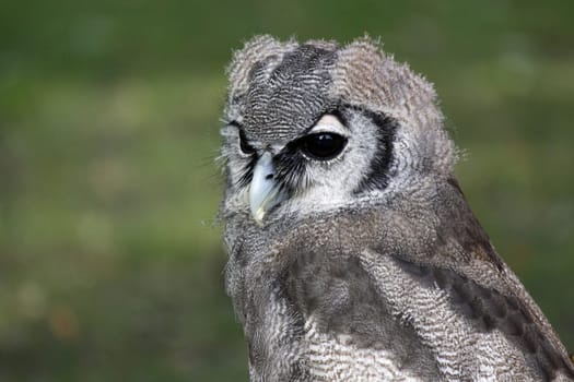 Eurasian Eagle Owl