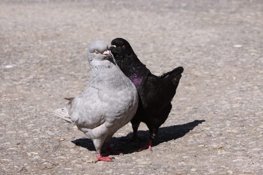 Modena Dove