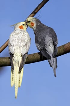 Cuddling cockatiels