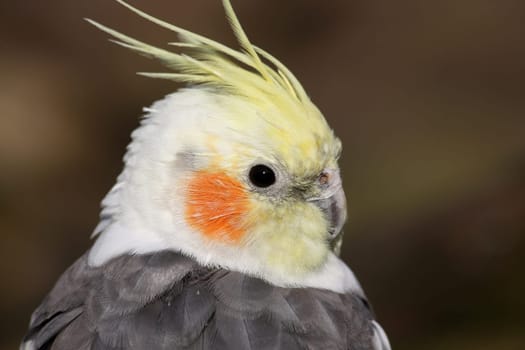 Cockatiel